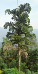 paratujardin.com