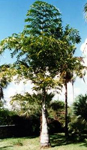 paratujardin.com