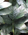 paratujardin.com