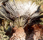 paratujardin.com