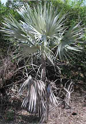 paratujardin.com