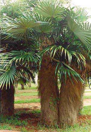 paratujardin.com