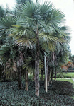 paratujardin.com