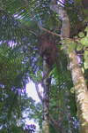 paratujardin.com