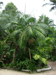 paratujardin.com
