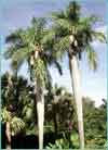 paratujardin.com