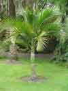 paratujardin.com