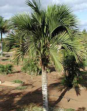 paratujardin.com