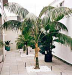 paratujardin.com