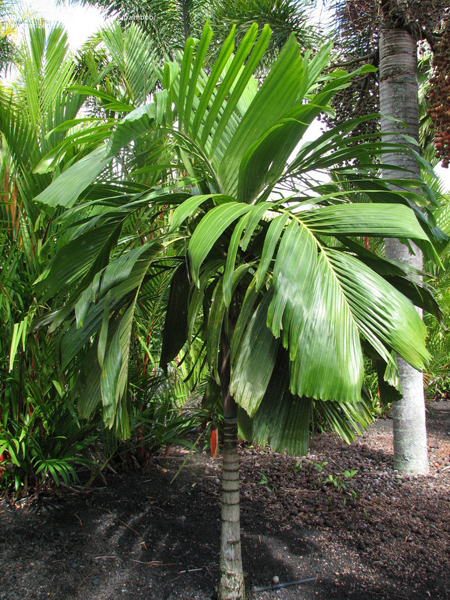 www.paratujardin.com