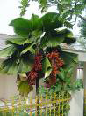 paratujardin.com