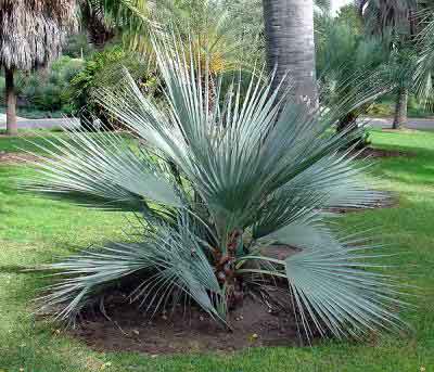 paratujardin.com