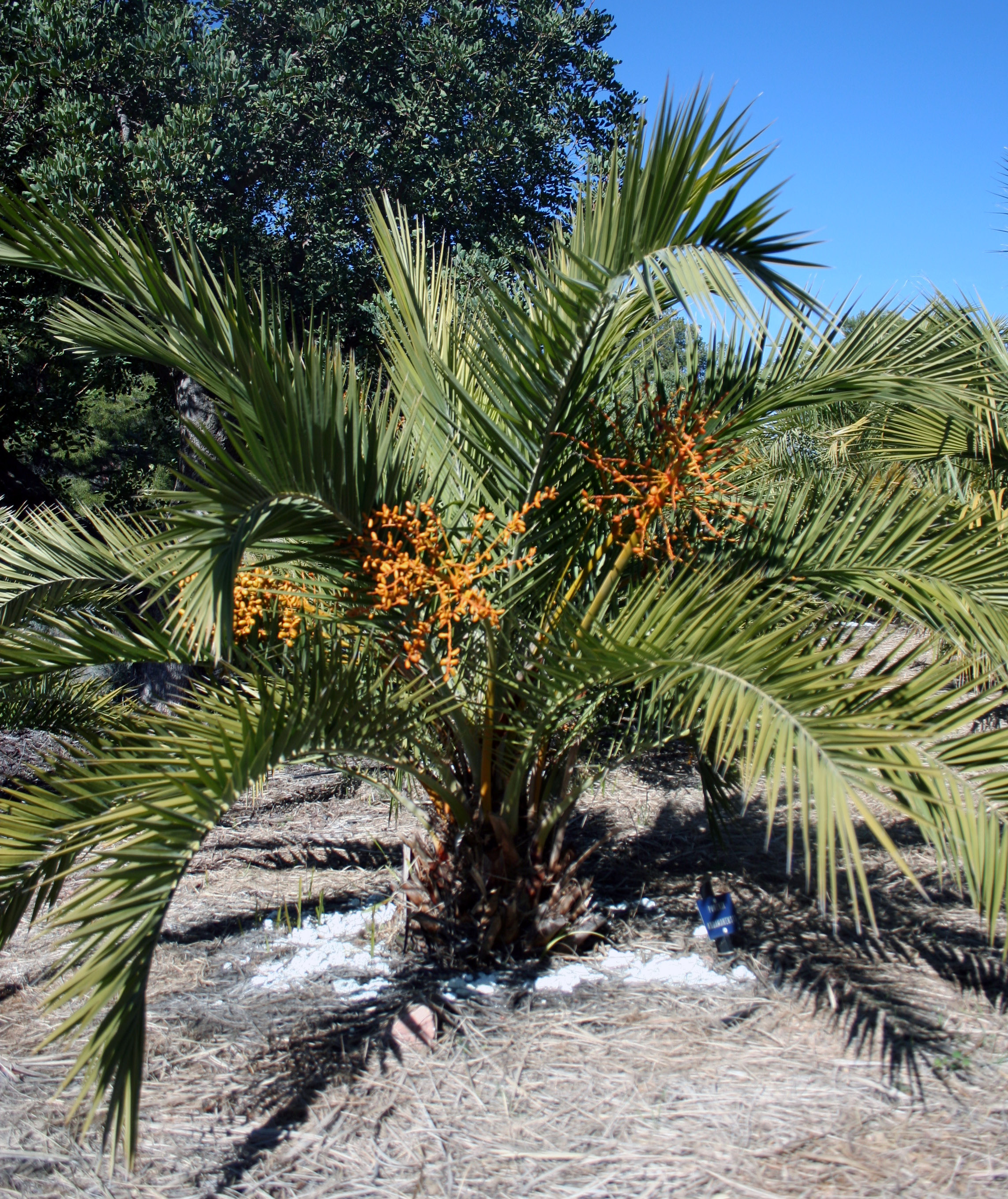 paratujardin.com