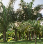 paratujardin.com