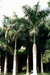 paratujardin.com
