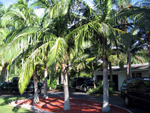 paratujardin.com