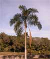 paratujardin.com