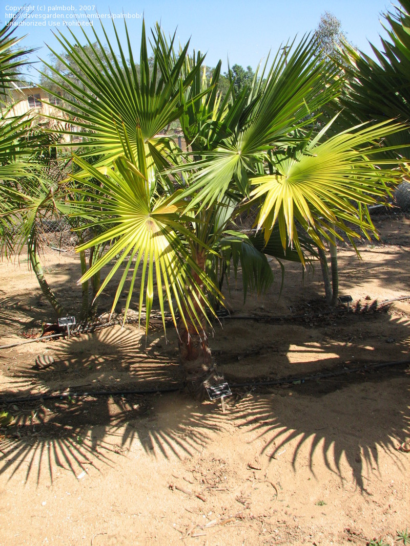 paratujardin.com