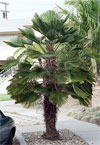 paratujardin.com