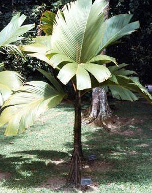 paratujardin.com
